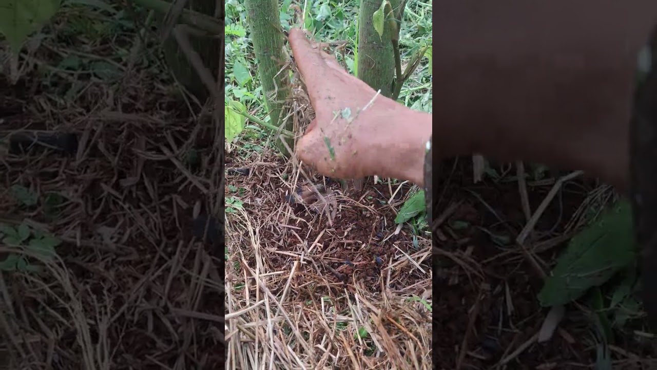 @ canh tác tiêu hữu cơ và một số lưu ý khi trồng tiêu