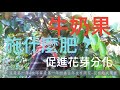 牛奶果開花了，開花期施什麼肥可以提升花芽分化?