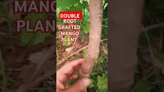 Double Root Grafting How To Graft Double Root Fruit Plant