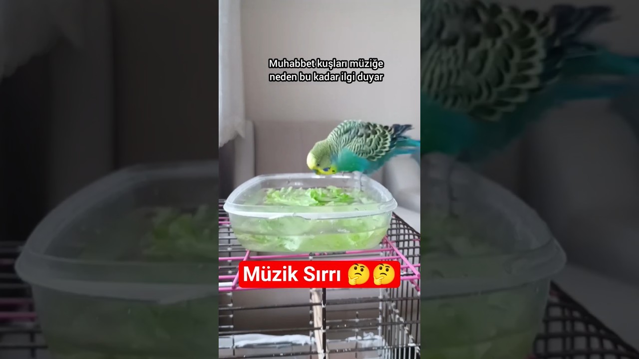 Muhabbet Kuşları Neden Müzik Dinlemeyi Sever? #muhabbetkuşu #birdsong #talkingparot #birds #budgies