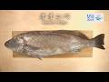 オオニベのさばき方 - How to filet Japanese meagre -｜日本さばけるプロジェクト