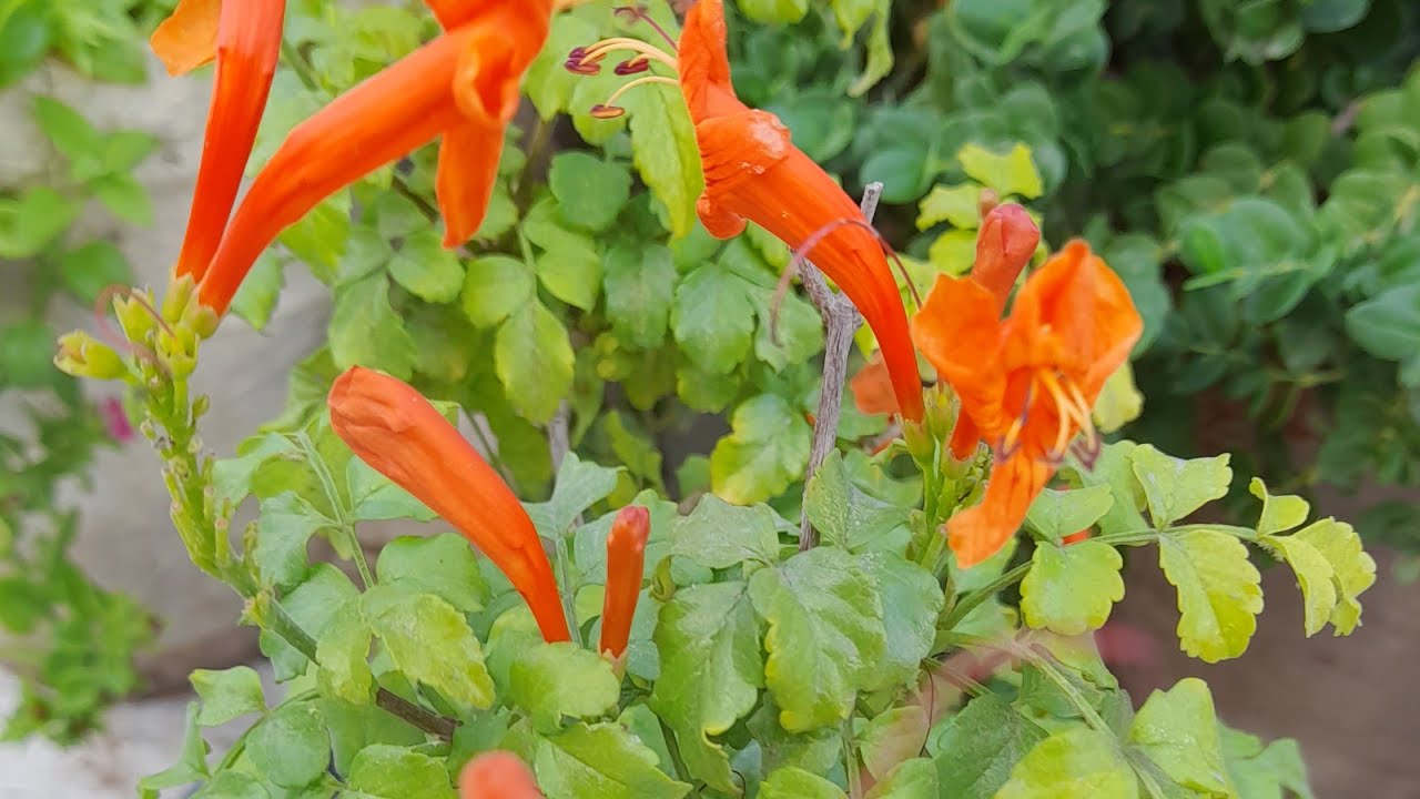 نبات التكوماريا ،وطريقة العنايه به ،وطرق اكثاره