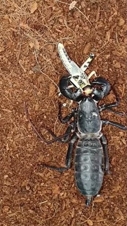 #Shorts Vinegaroon Pouncing on Locust