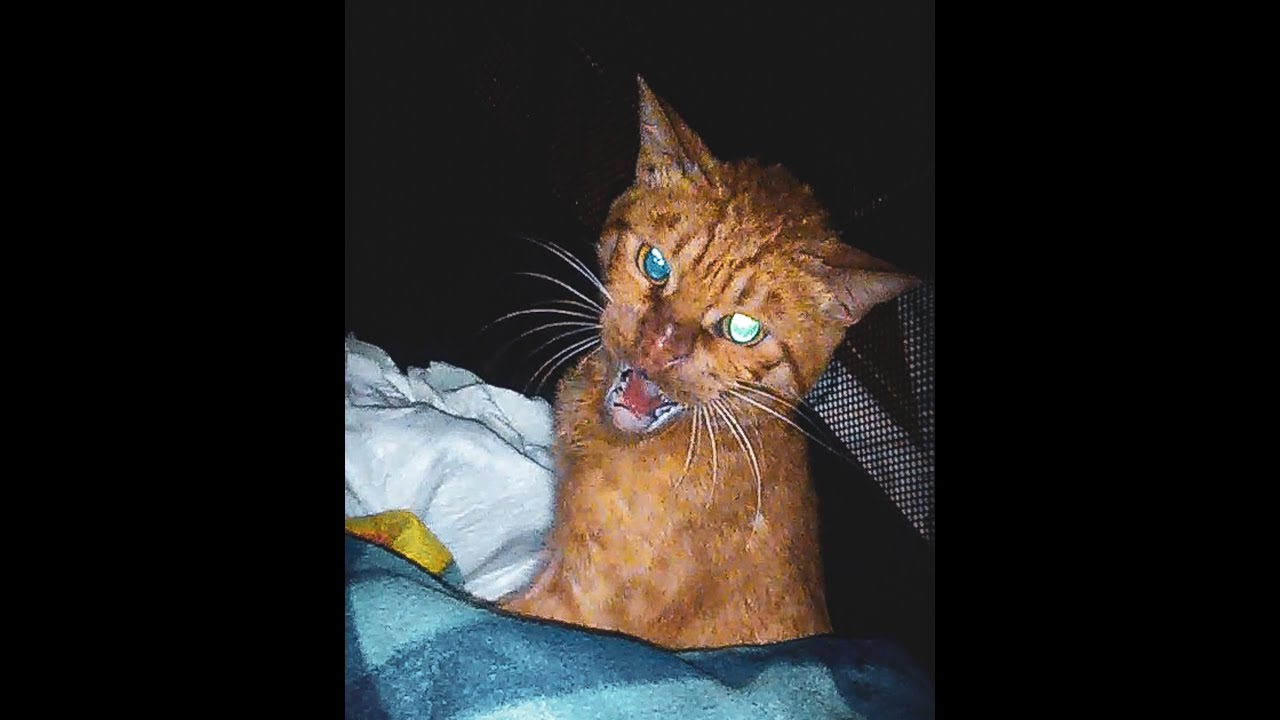 When the most aggressive paralyzed cat become father to orphan kitten
