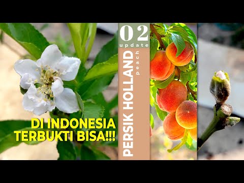 Sah! Pohon Persik Bisa Berbuah Di Indonesia, Begini Caranya