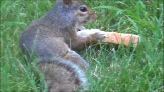 Munchie Munchie Squirrel Likes Bread