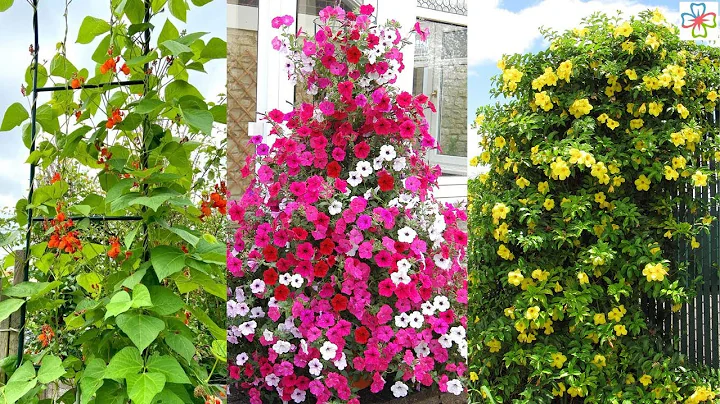 17 Small Flowering Vines For Trellises - DayDayNews
