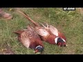 Охота на фазана с легавой. Натаска легавой по фазану . 2018