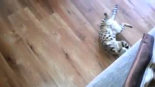 Playful Bengal Cat 2