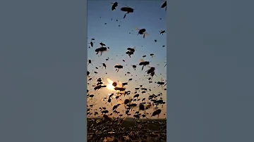 سلاح النحل السري ضد الدبابير يصل إلى 50 درجة مئوية Shorts 