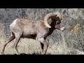 Ram. Waterton Canyon, CO / Снежный баран