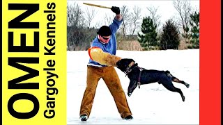 Gargoyle's Black Omen - Bulldog Bite Work and Agility Training