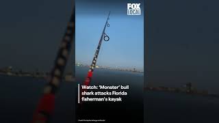 ‘MONSTER’ bull shark attacks Florida fisherman's kayak