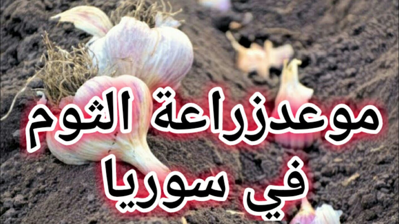موعد زراعة الثوم