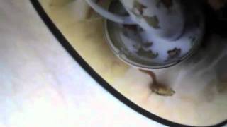Capture 20100928