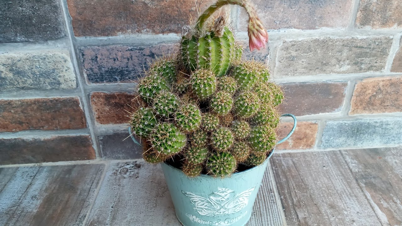 Büyük kaktüsün saksı değişimi, eski güveç ten saksı