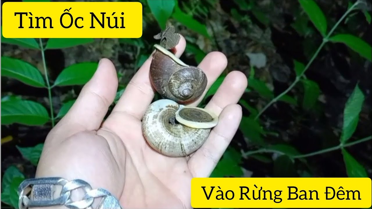 TÌM BẮT ỐC NÚI (Ốc đá ) Vào Rừng Ban Đêm ( Mai Châu Discovery ) - YouTube