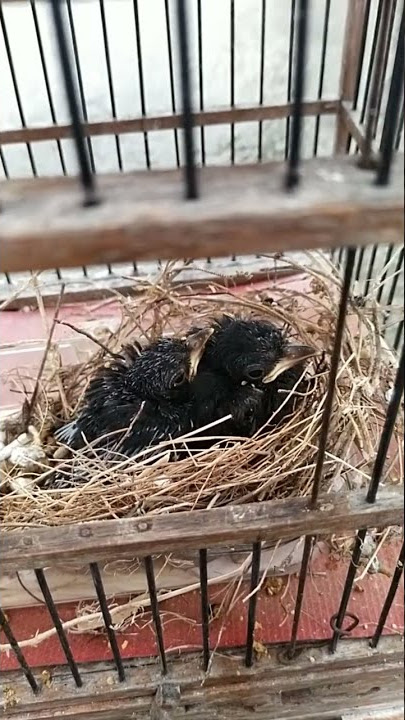 Download lagu anakan srigunting hitam umur 10hari