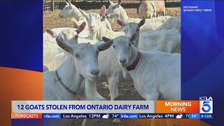 12 goats stolen from local family-owned dairy farm 