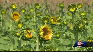 Grinter Farms' sunflower fields are about to burst open