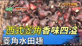 菱角水田趣 西式菱角香味四溢 |【民生八方事】| 2022062403 @gtvnews27