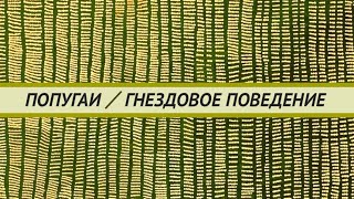 Регуляция гнездовой активности попугаев. Как избежать яйцекладки и повысить активность при лечении