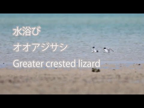 【水浴び】オオアジサシ Greater crested lizard