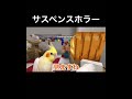 鳥限定マイクラ参加型に紛れるサイコパス #オカメインコ #ウーです #文鳥 #birds #マイクラ参加型 #マイクラ #minecraft
