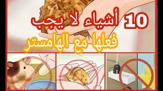 10 أشياء لا يجب فعلها مع الهامستر