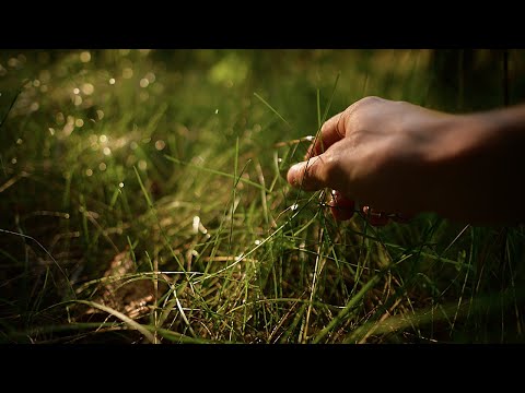 ASMR Grass Plucking