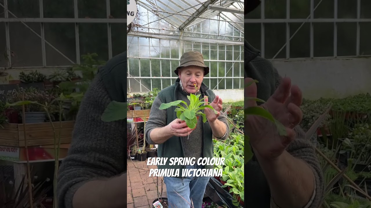 Early Spring Colour .Primula Victoriana WEBSHOP 