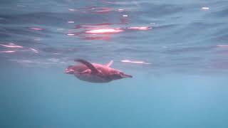 Снимаю Галапагосы: Пингвины купаются