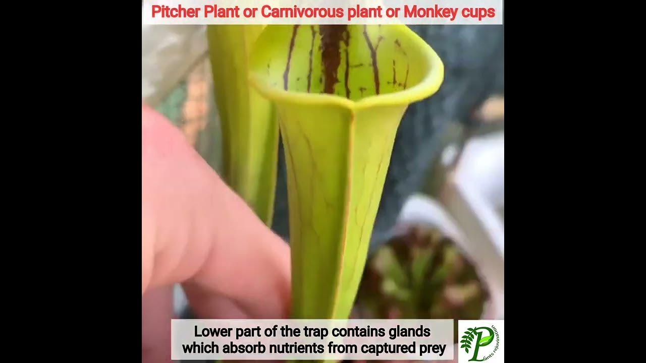 How do Pitcher trap insects Monster Plant YouTube