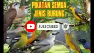 Suara Pikat Burung Kombinasi Kemande,Mantenan,Cipoh,Kutilang.DLL