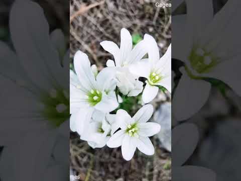 Gagea graeca ή