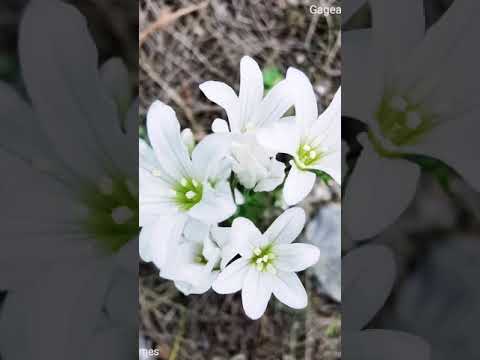 Βίντεο: Πώς μοιάζουν οι βολβοί Anemone blanda;