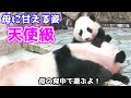 Baby panda Fuhin want to play on mother!! in Shirahama Adventure World,japan