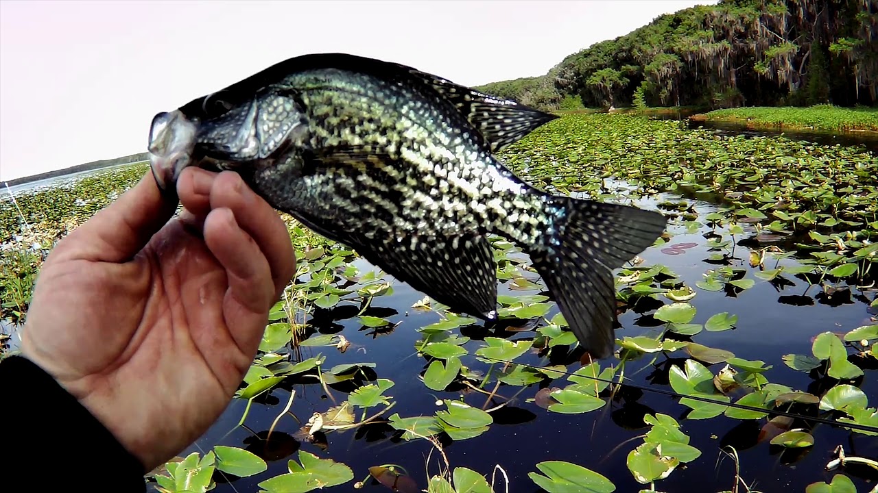 BASS fishing & BREAM catching! Spring 2019 Lake Lochloosa YouTube