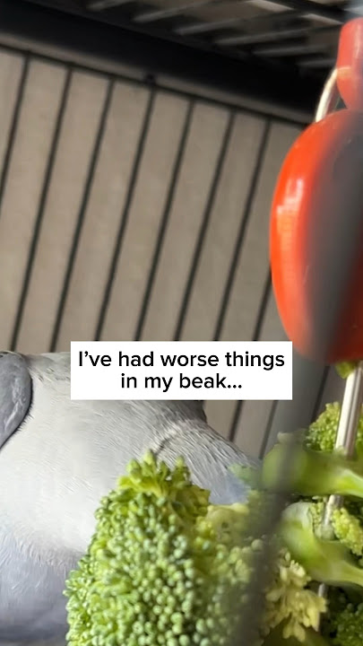 Ham met broccoli today… #australia #parrot ##banter #birds #hamlet #pets #austrailian #funny