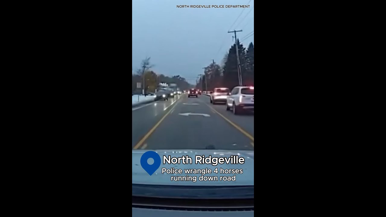 VIDEO | North Ridgeville police wrangle 4 horses running down Center Ridge Road