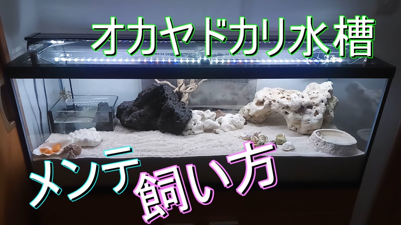 オカヤドカリ オカヤドカリの飼い方 初心者向け Youtube