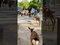 Nara Park deer 🦌 in japan #narapark