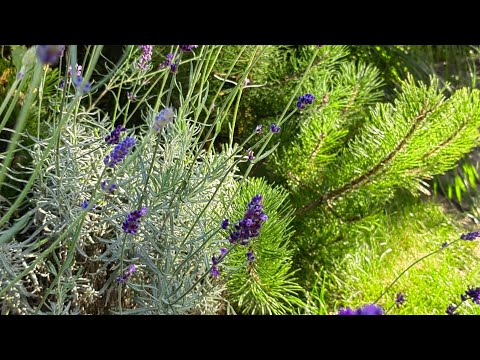 Видео: Камбана широколистна - нежно цвете