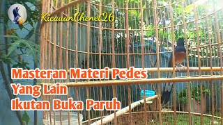 M4steran Buat Murai Loyo Lemes bisa Dongkrak Emosi dan Suara Keras Pedes