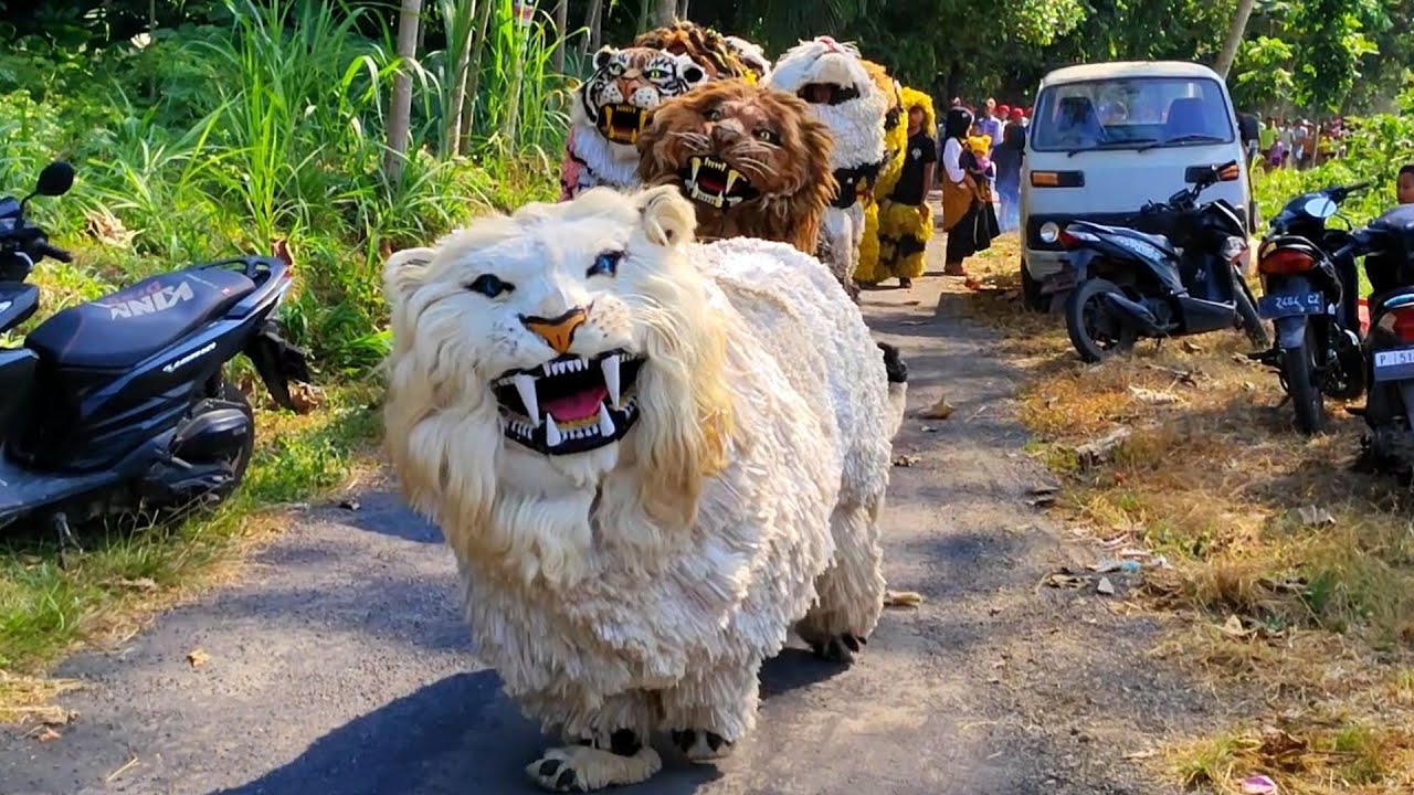Can macanan Singo Raung Cilik di Undang acara Pengajian UMUM || Atraksi Drumband Al azhar