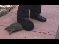 Tortoise vs. Shoe