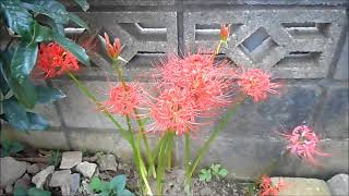 Red Spider Lilies in my garden