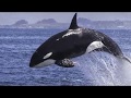 Encyclopedia of Whales, Dolphins & Porpoises Book Trailer