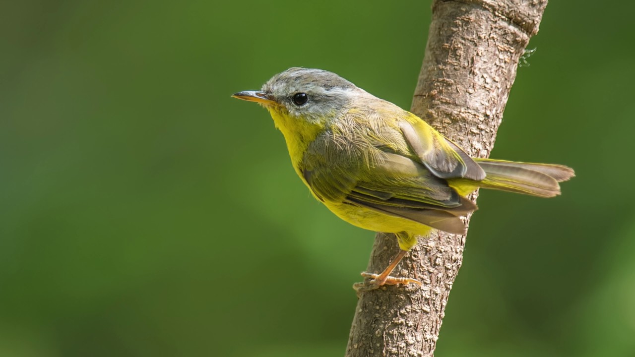 Birds of Islamabad YouTube