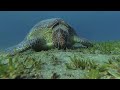 Documentaire sur la conservation des tortues marines en afrique ouest